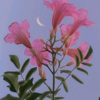 凤凰彩票下载手机版